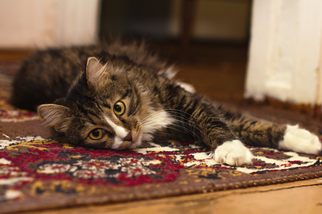 Cat lying on the rug after it has been washed.
